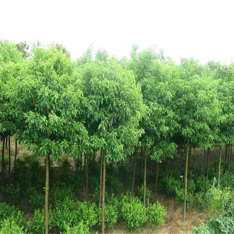 香樟树苗四季常青驱蚊树小苗庭院种植地栽绿化苗