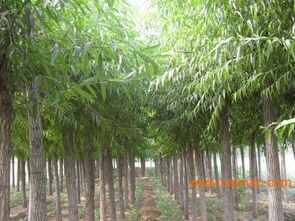 山东的速生柳批发商,博丰绿化苗木,山东的速生柳批发商,博丰绿化苗木生产厂家,山东的速生柳批发商,博丰绿化苗木价格