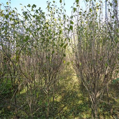 木槿绿化苗木基地直销 供应1-8公分苗木