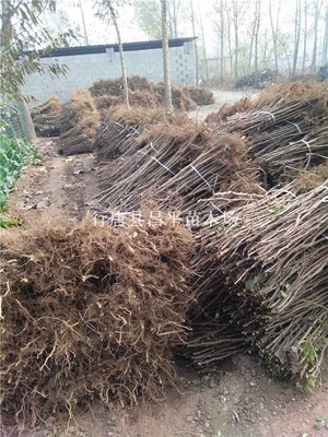 花木产品与苗木图片介绍