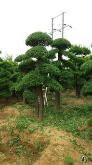 精品苗木展示 品质与绿意的完美结合