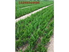 周至县亿森苗圃产品展示 优质苗木，绿色生态的坚实基石