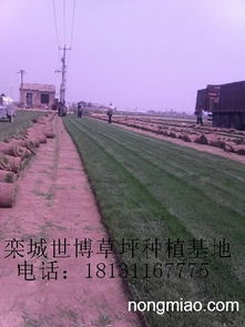 河北草坪与苗木选购及铺设指南