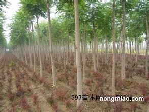 河北承德国槐树价格与购买指南