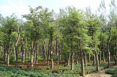 景观精品大市场引领大规格苗木发展新趋势