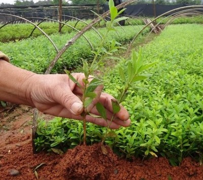 为何秋季苗木移栽比春季更具优势？