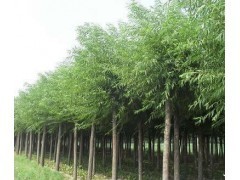 垂柳与金丝垂柳价格分析及供应信息概览