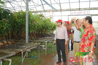 国际顶级芒果专家考察海垦神泉集团，助力苗木产业高质量发展