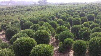 天气回暖，苗木冻伤后四部曲 快速恢复苗木生机