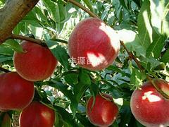 想要极好的中桃2-24桃苗？来利群果树苗木！