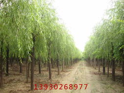 金叶女贞 河北华林苗木生产基地的专业之选