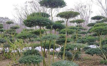 灌木与苗木 自然绿化的双重魅力