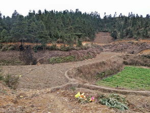 党建引领 苗木产业发展的新引擎——贵州党建云平台助推苗木产业高质量发展