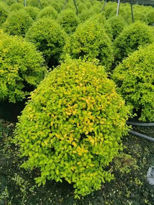 成都亮金女贞价格及苗木种植基地 供应金宝石女贞球与别墅庭院植物