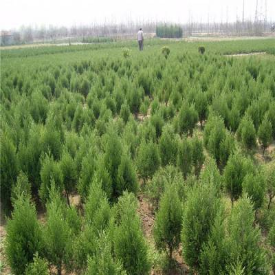 侧柏杯苗、侧柏球及30公分侧柏苗木基地介绍