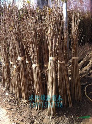 沭阳县锦源园林绿化苗木场 优质苗木的培育与供应基地