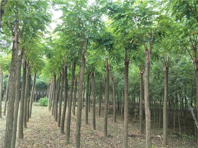 山东红花刺槐苗木价格分析与选购指南