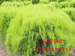 洒金柏苗木产品展示——潢川苗木信息中心