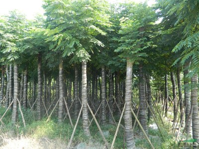 四川栾树苗木的优质供应与市场前景