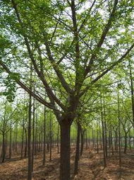 苗木供应信息与市场动态——中国花木资讯网解读园林苗木行情