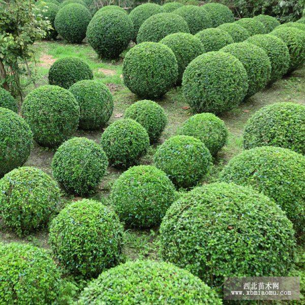 爬山虎与扶芳藤 常青爬藤植物的魅力与应用