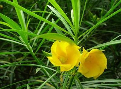 广西柳州夹竹桃苗木图片与样板图欣赏