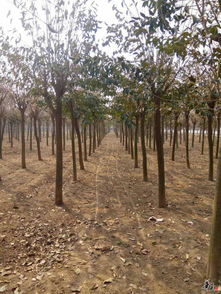 山东菏泽金浩源苗木合作社 专业品质，绿意未来