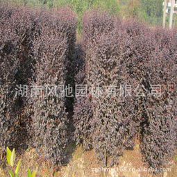 湖南风驰园林专供 1.8米高精品红花檵木柱形树产品解析与市场指南