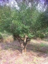 绿化苗木产品 从选苗到养护的八大关键图片信息解读