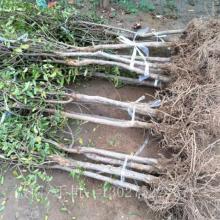 苏氏杉树苗场 以专业与品质打造优质苗木的绿色摇篮